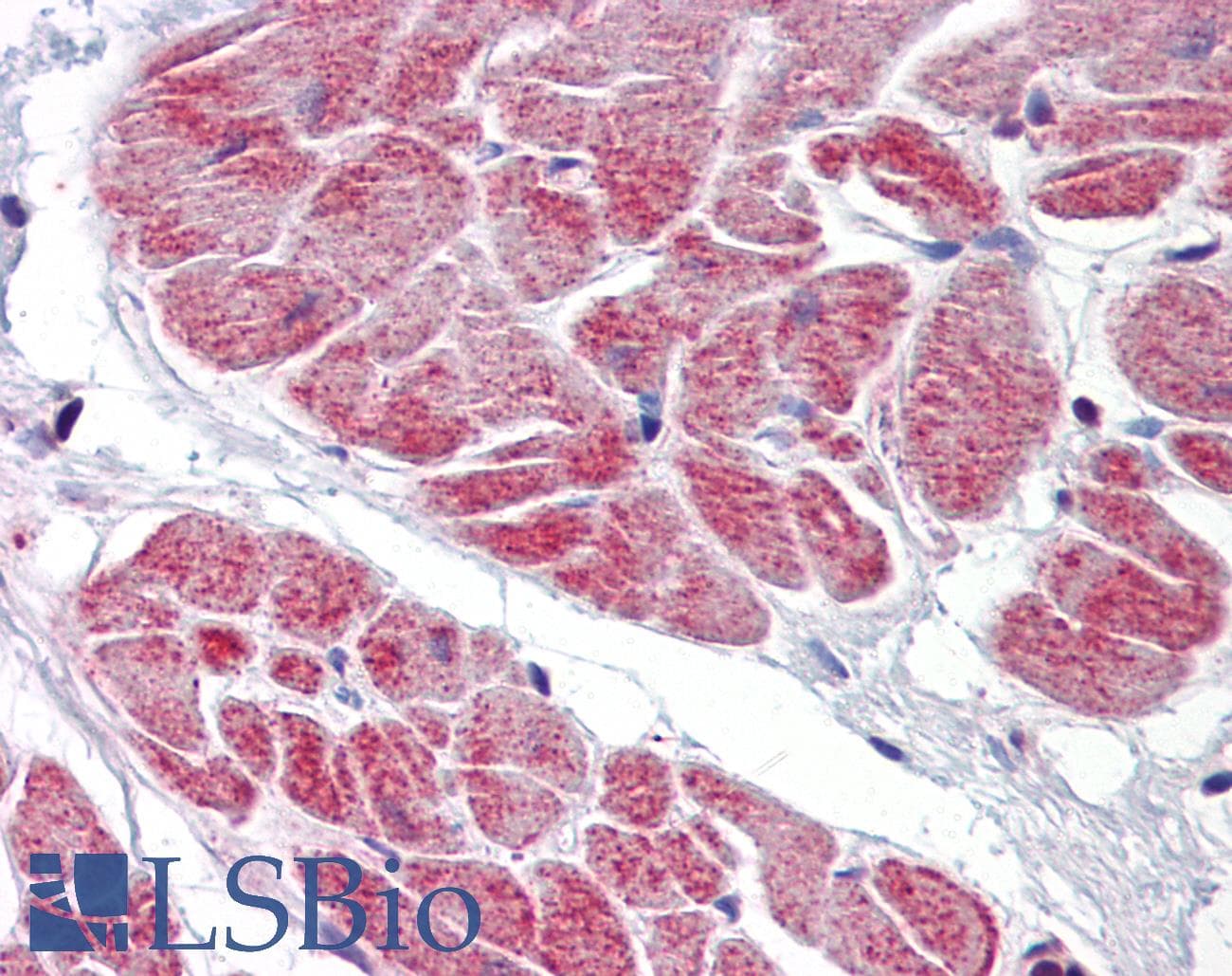 IHC-plus™ NANOS1 / NOS1 Antibody (aa50-100)