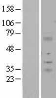 Human ITM2A Protein (Over-Expression Lysate Myc-DDK (Flag))