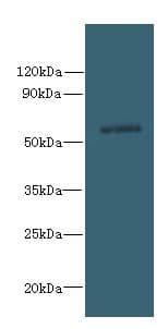 SLC35F5 Antibody