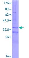 Human NDUFC2 Protein (Recombinant GST)