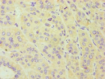 CYP3A5 Antibody (aa233-502)