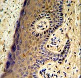 MAFF Antibody (aa66-92)