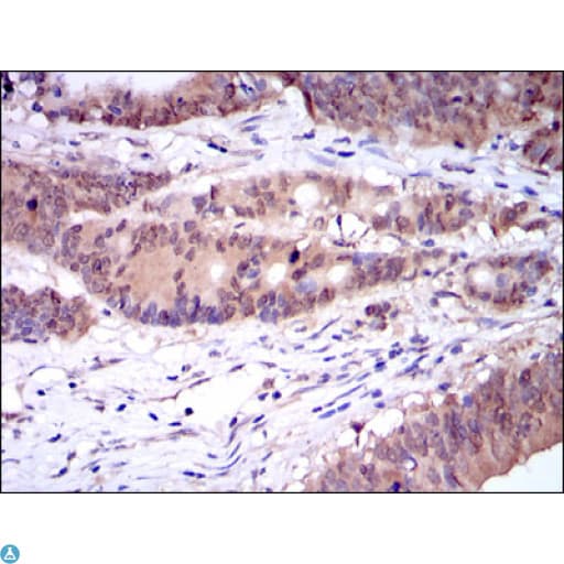 CASP8 / Caspase 8 Antibody