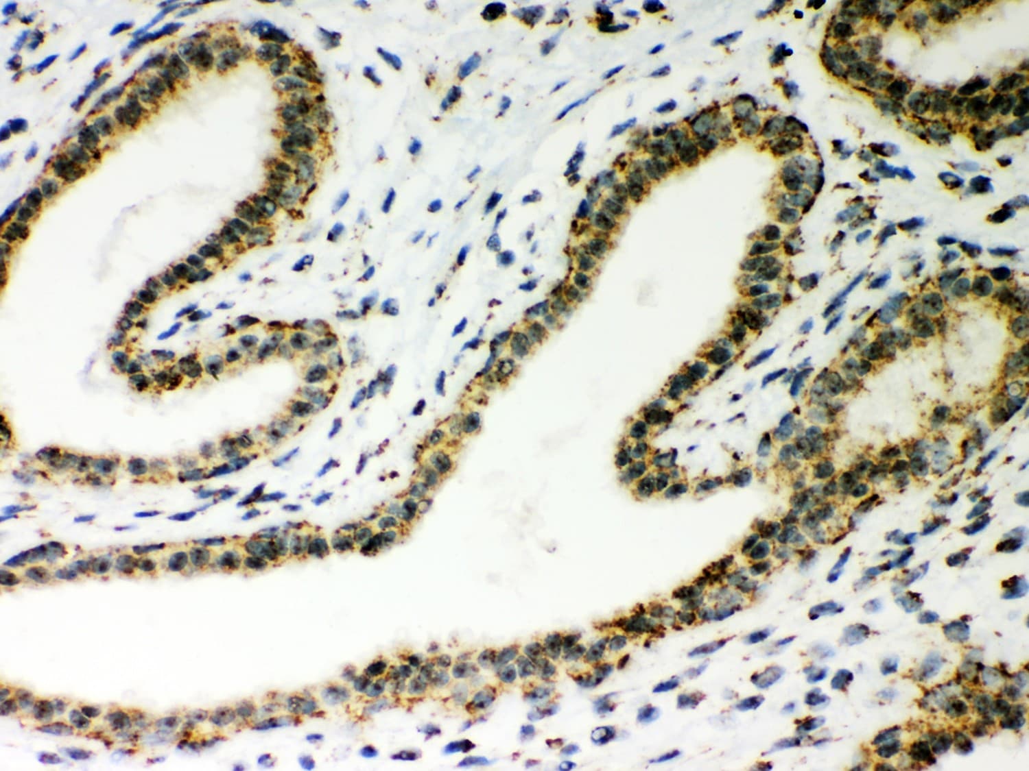ATP5H Antibody (aa2-161)