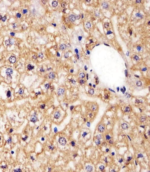 AGAP6 Antibody (C-Terminus)
