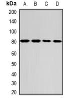 GPD2 Antibody