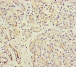 Dermatopontin / DPT Antibody