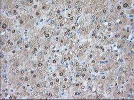 PDE4A / PDE4 Antibody (clone OTI3D4)