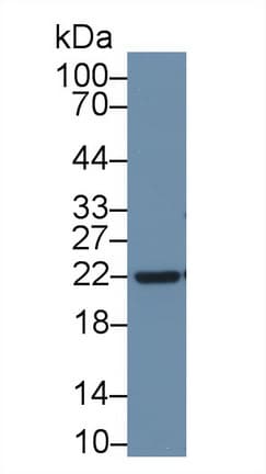 APOD / Apolipoprotein D Antibody (aa21-189, APC)