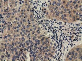 CBWD1 Antibody (clone OTI4D4)
