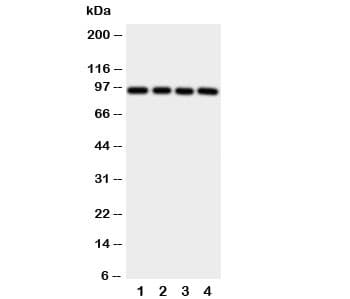 AHR Antibody (aa832-848)