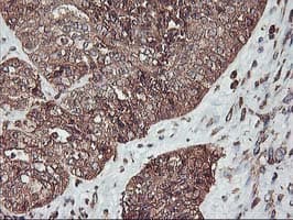 KCNAB1 Antibody (clone OTI4E7, Carrier-free)