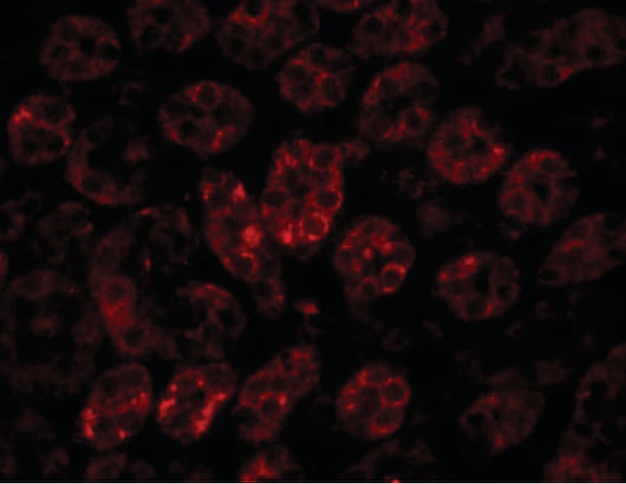 Polyclonal Chicken anti-Human ENC1 Antibody (IHC, IF, WB)