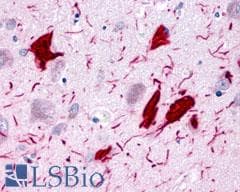PathPlus™ GPR78 Antibody (Cytoplasmic Domain)