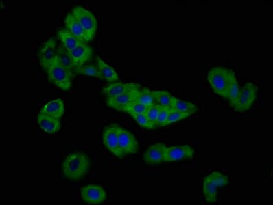 SLC26A4 / Pendrin Antibody (aa592-655)