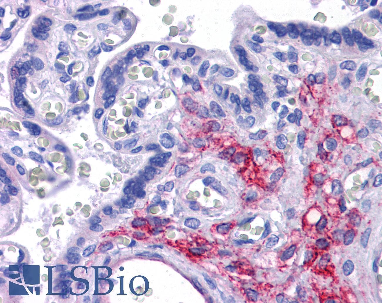 IHC-plus™ BANP Antibody