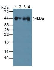 CLU / Clusterin Antibody (aa227-447)
