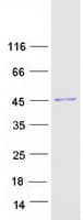 Human ACTG1 / Gamma Actin Protein (Recombinant Myc-DDK (Flag))