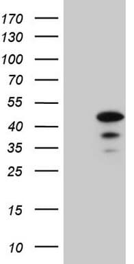 Monoclonal Mouse anti-Human SPATA22 Antibody (clone OTI6H9, Carrier-free, IHC, WB)