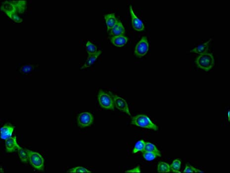 LEF1 Antibody