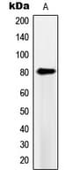 Polyclonal Rabbit anti-Human PDE4B+C+D Antibody (Internal, IHC, WB)