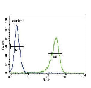 OAT Antibody (aa27-55)