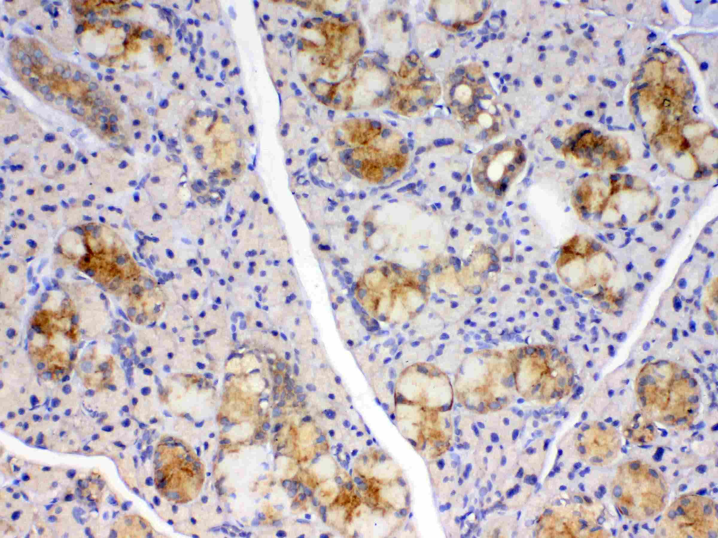 Polyclonal Rabbit anti-Human PPIB / Cyclophilin B Antibody (IHC, WB)