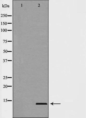 MSMB / MSP Antibody