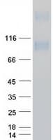 Human Prominin 2 / PROM2 Protein (Recombinant Myc-DDK (Flag))