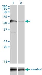 IHC-plus™ Monoclonal Mouse anti-Human G3BP1 / G3BP Antibody (clone 2F3, IHC, IF, WB)