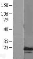 CEBPG / CEBP Gamma Protein (Over-Expression Lysate Myc-DDK (Flag))