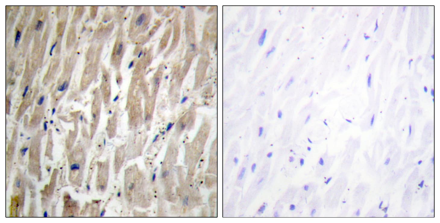CYP2J2 Antibody (aa231-280)