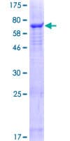 Human SLC25A46 Protein (Recombinant GST)