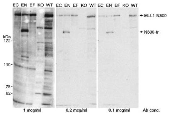 Polyclonal Rabbit anti-Human KMT2A / MLL Antibody (N-Terminus, IHC, WB)