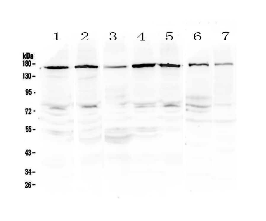 PER3 Antibody