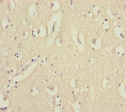 EEF1A2 Antibody