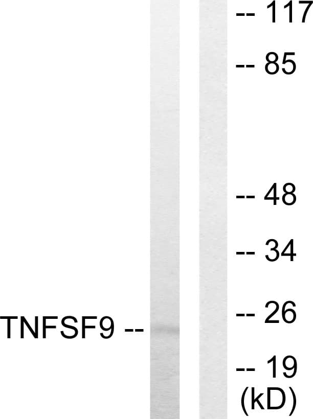 TNFSF9 / CD137L Antibody (aa31-80)