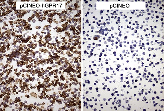 GPR17 Antibody (clone OTI9D6, Carrier-free)