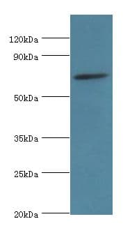 SPAG16 Antibody (aa1-183)