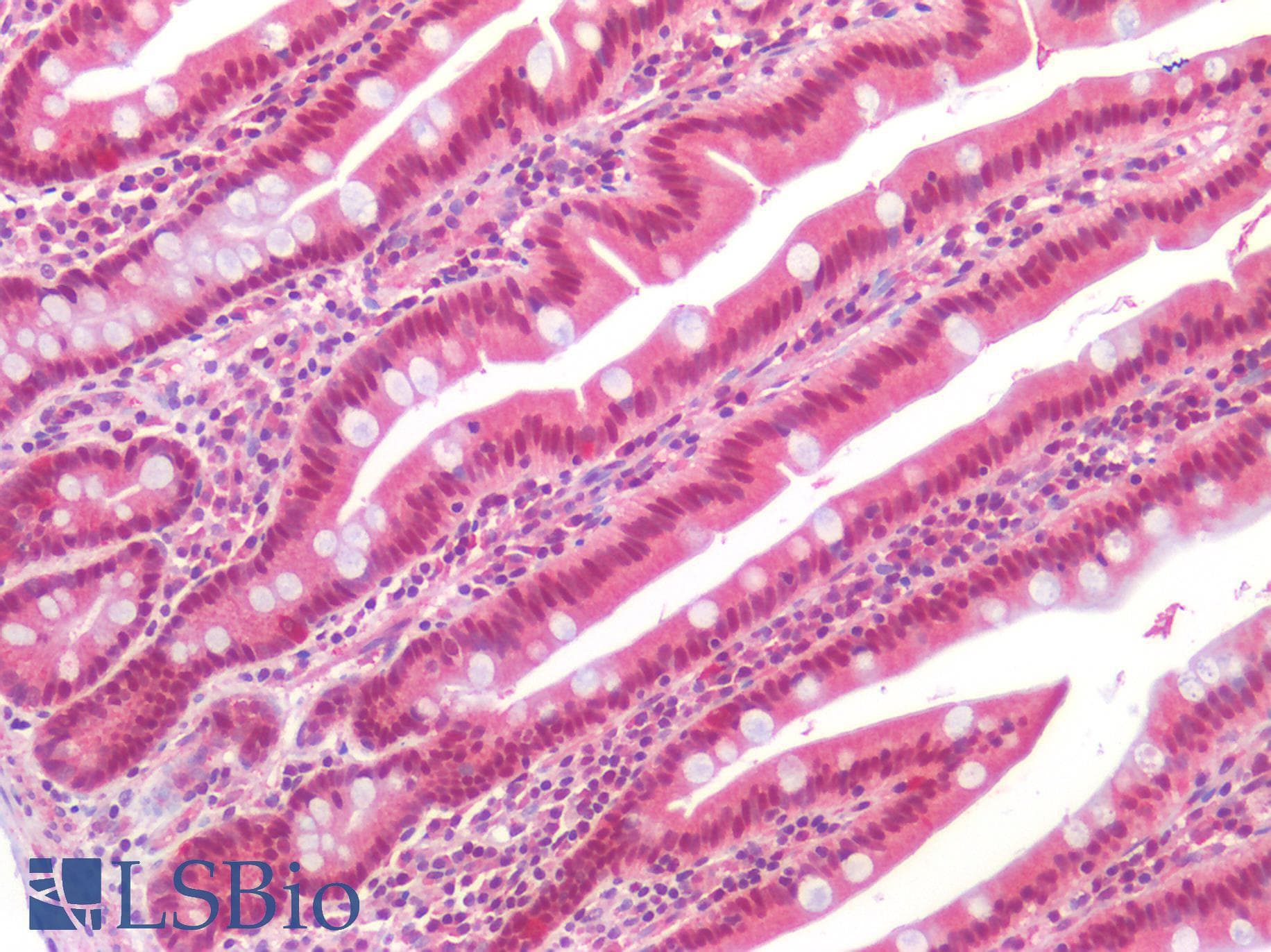AXIN2 / Axin 2 Antibody (aa350-631)