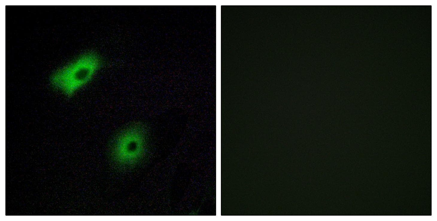 Polyclonal Rabbit anti-Human OR5A2 Antibody (IF, WB)