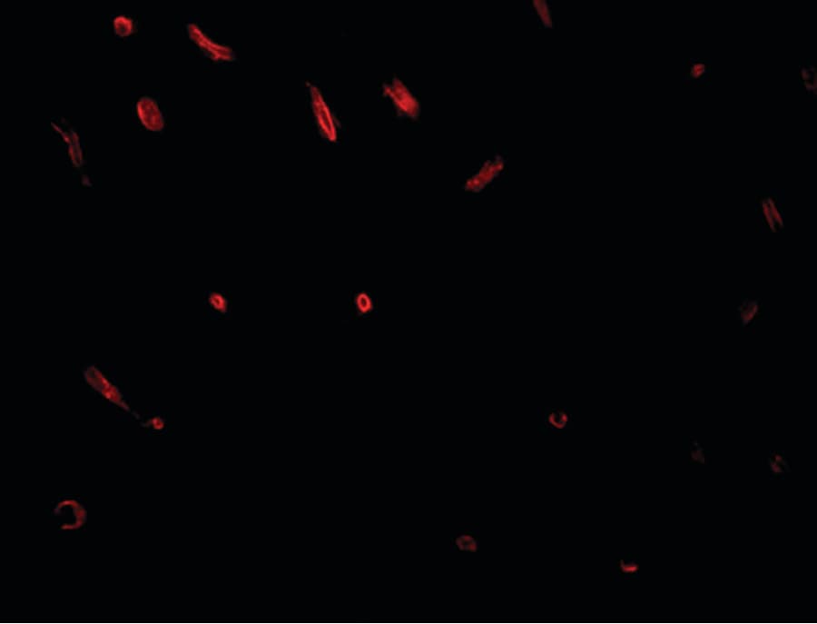 IHC-plus™ C20orf11 / TWA1 Antibody