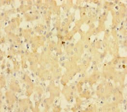 SUB1 Antibody