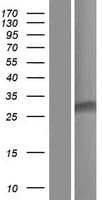 ATP5SL Protein (Over-Expression Lysate Myc-DDK (Flag))