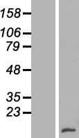 XCL1 / Lymphotactin Protein (Over-Expression Lysate Myc-DDK (Flag))