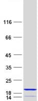 Human PHPT1 Protein (Recombinant Myc-DDK (Flag))