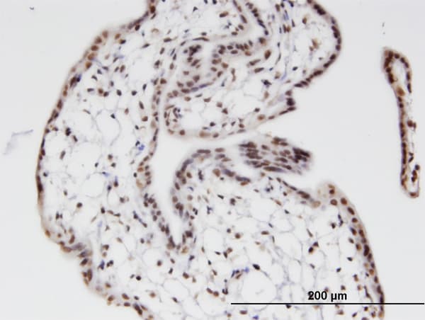 ZNF397 Antibody (clone 1F8)