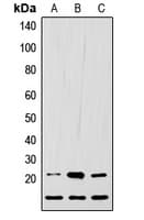 LIF Antibody (C-Terminus)