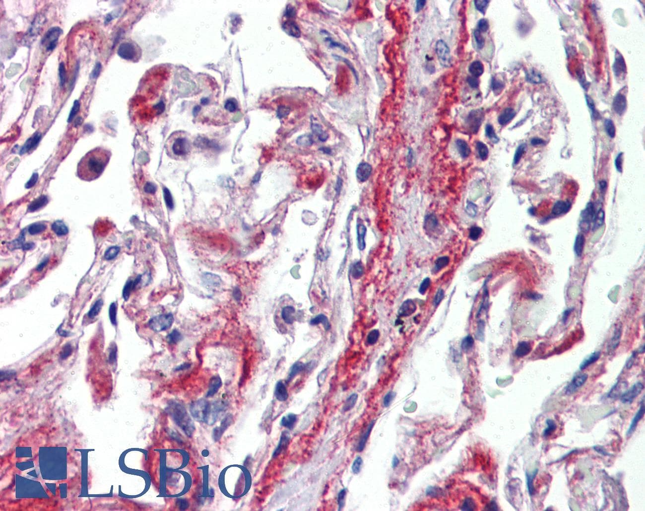 PODXL / Podocalyxin Antibody (aa301-350)