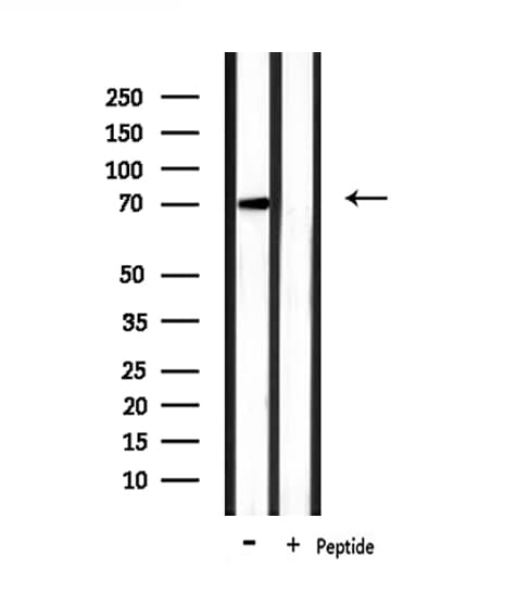 PAOX / PAO Antibody